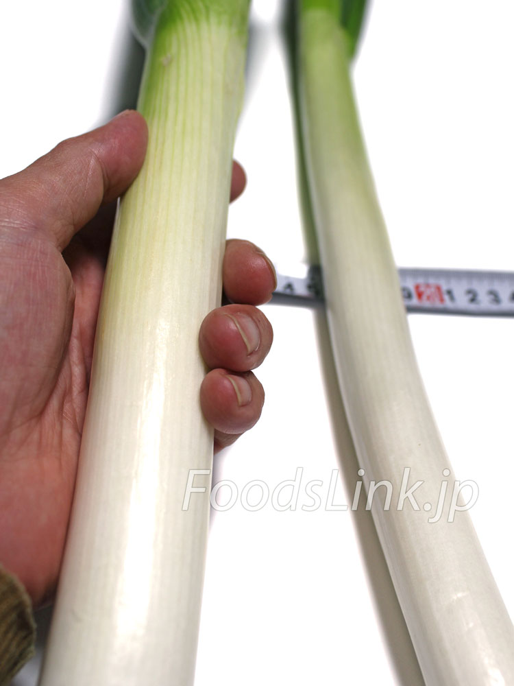 ネギの種類 焼き物から鍋物まで、料理で品種を使い分けよう!カゴメ株式会社