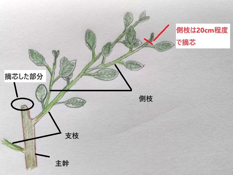 アボカド成長録。発根から枝分かれまで 2021.06〜2022.06🍀GreenSnap グリーンスナップ