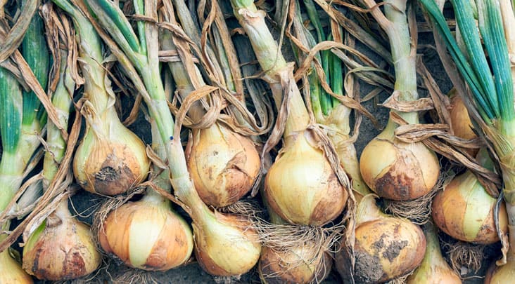 ホーム玉ねぎの種子用球根が入荷致しました！│土と親しむ ～家庭菜園・農業応援歌～