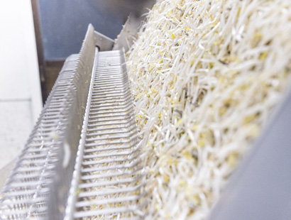 もやしのひげ根を取る下ごしらえのきほん 野菜オレンジページnet