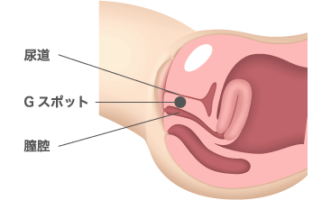 女性が感じる仕組みとは？オーガズムとスキーン腺の関係について解説 | コラム一覧｜ 東京の婦人科形成・小陰唇縮小・婦人科形成（女性 器形成）・包茎手術・膣ヒアルロン酸クリニック