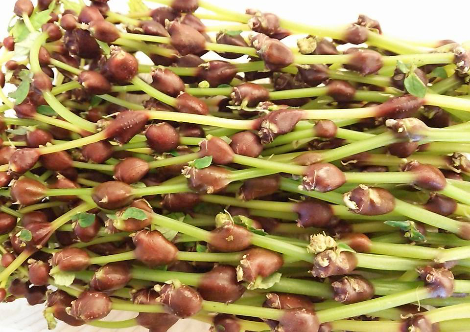 みず、みずのこぶ、ミズの実、みずの実、山菜、青森県産 秋田県産山菜