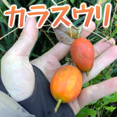 おかず0円生活 キカラスウリ 黄烏瓜 を食べる♪ 食材として有り