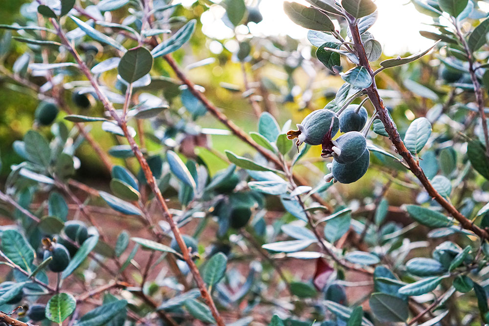フェイジョアの収穫 アポロとクーリッジアカネコ生活
