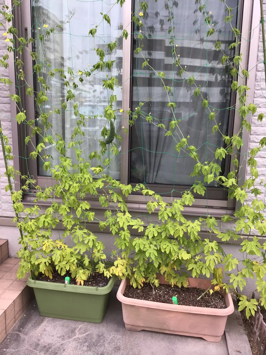 プランターでも栽培可能！手軽に育てられるゴーヤの育て方しま農研