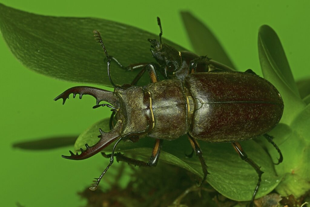 クワガタの赤ちゃんムツゴロウ動物王国のブログ