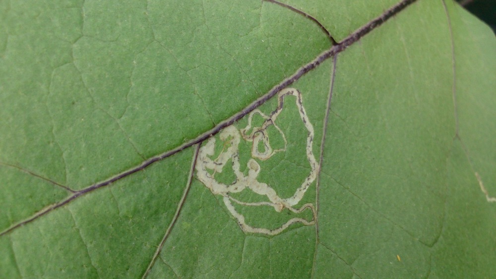 マリーゴールドを梅雨を乗り切って秋まで楽しむ管理と育て方 園芸 ガーデニング 初心者ｂｙ園芸チャンネル 242