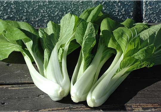 寒冷紗の便利な使い方と秋冬野菜栽培