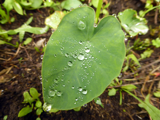 里芋収穫してみました♪