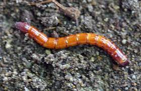 収穫したジャガイモに穴が開いてるのはなぜ？ – もやっと菜園