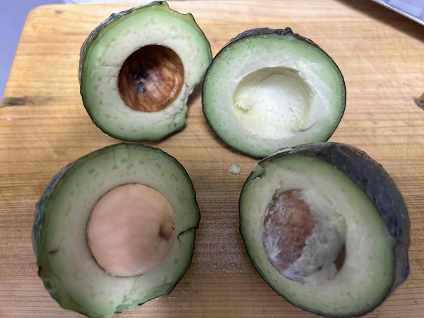 アボカド栽培 樹形を整える・着果の多い木を作る摘芯の方法農家web