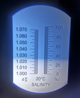 淡水魚と海水魚の分類