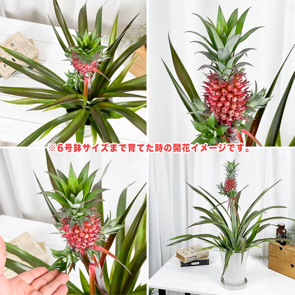 パイナップルのヘタを腐らせない水挿しでの殖やし方!LOVEGREEN ラブグリーン