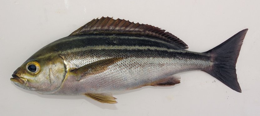 ヒラマサの刺し身はまずいの？出世魚の順番は？値段の相場