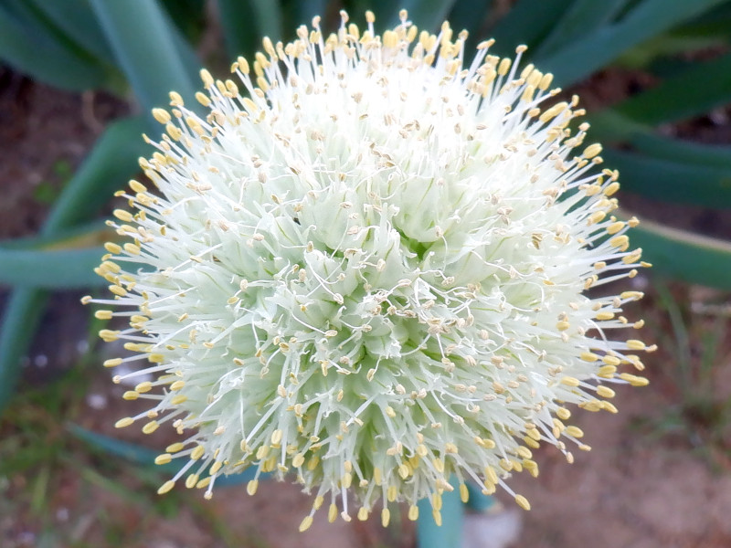 ネギAllium fistulosum l.かぎけん花図鑑