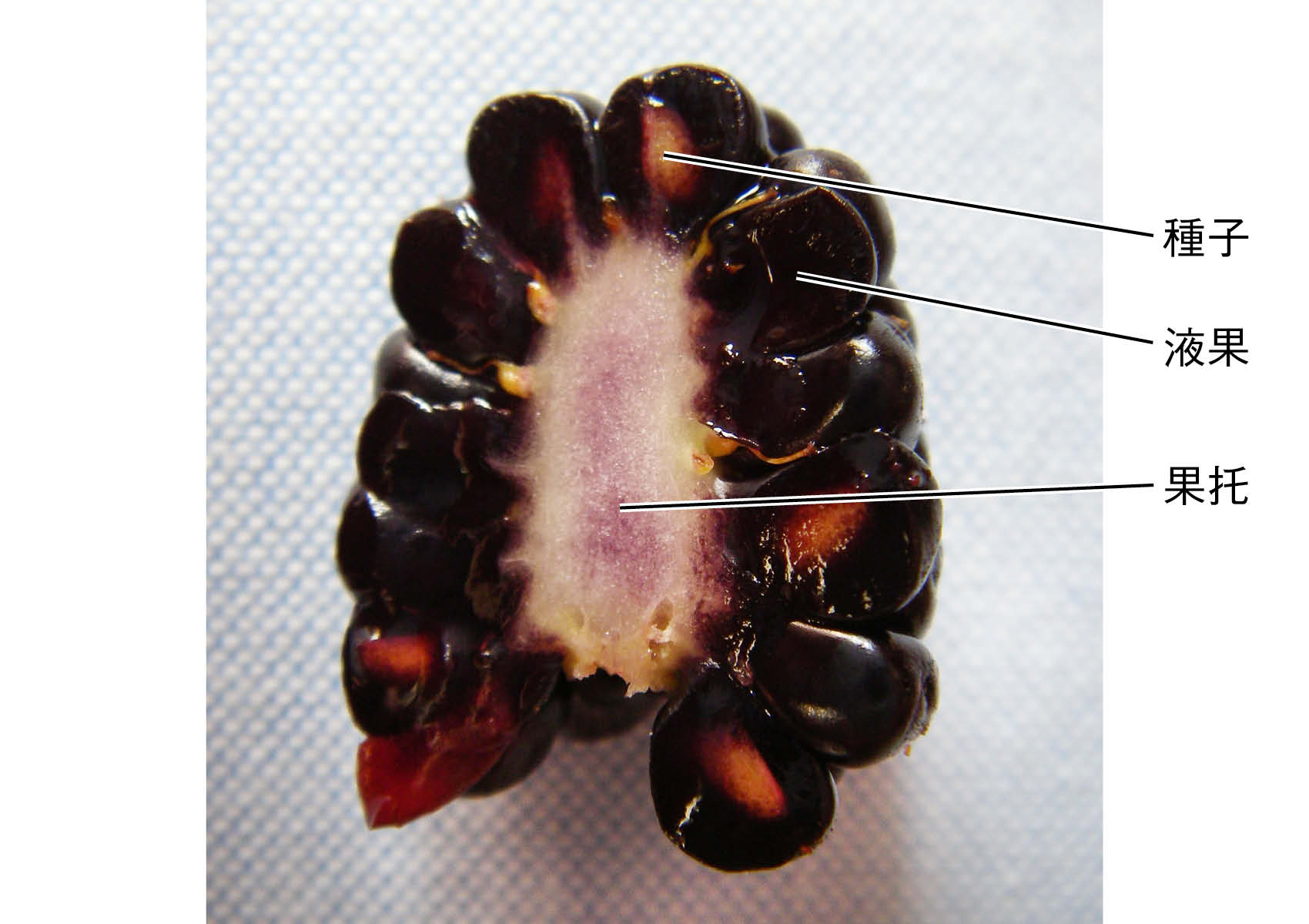 南国バリ島で「雪の実！？」 珍しい果物のご紹介！バリ王