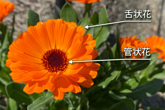 キンセンカ カレンデュラ の育て方・栽培方法LOVEGREEN ラブグリーン