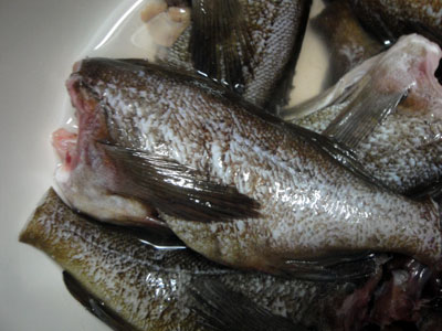 エゾメバル贅沢堪能日誌