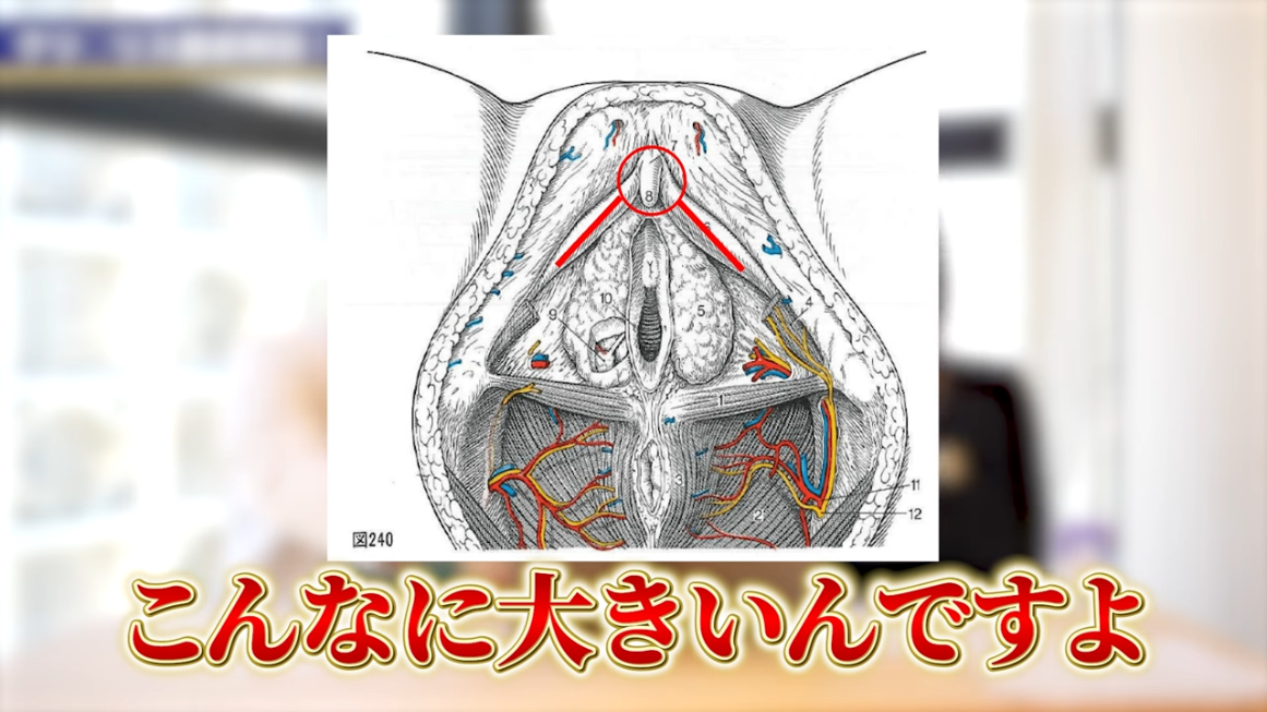 Aスポット開発刺激法 上級者編 | R30