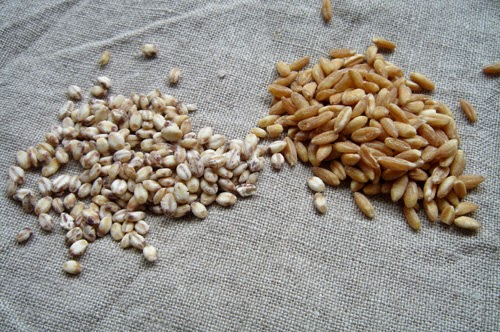 知っていますか？ 大麦と小麦はこんなに違います。ヱビスマガジンYEBISU