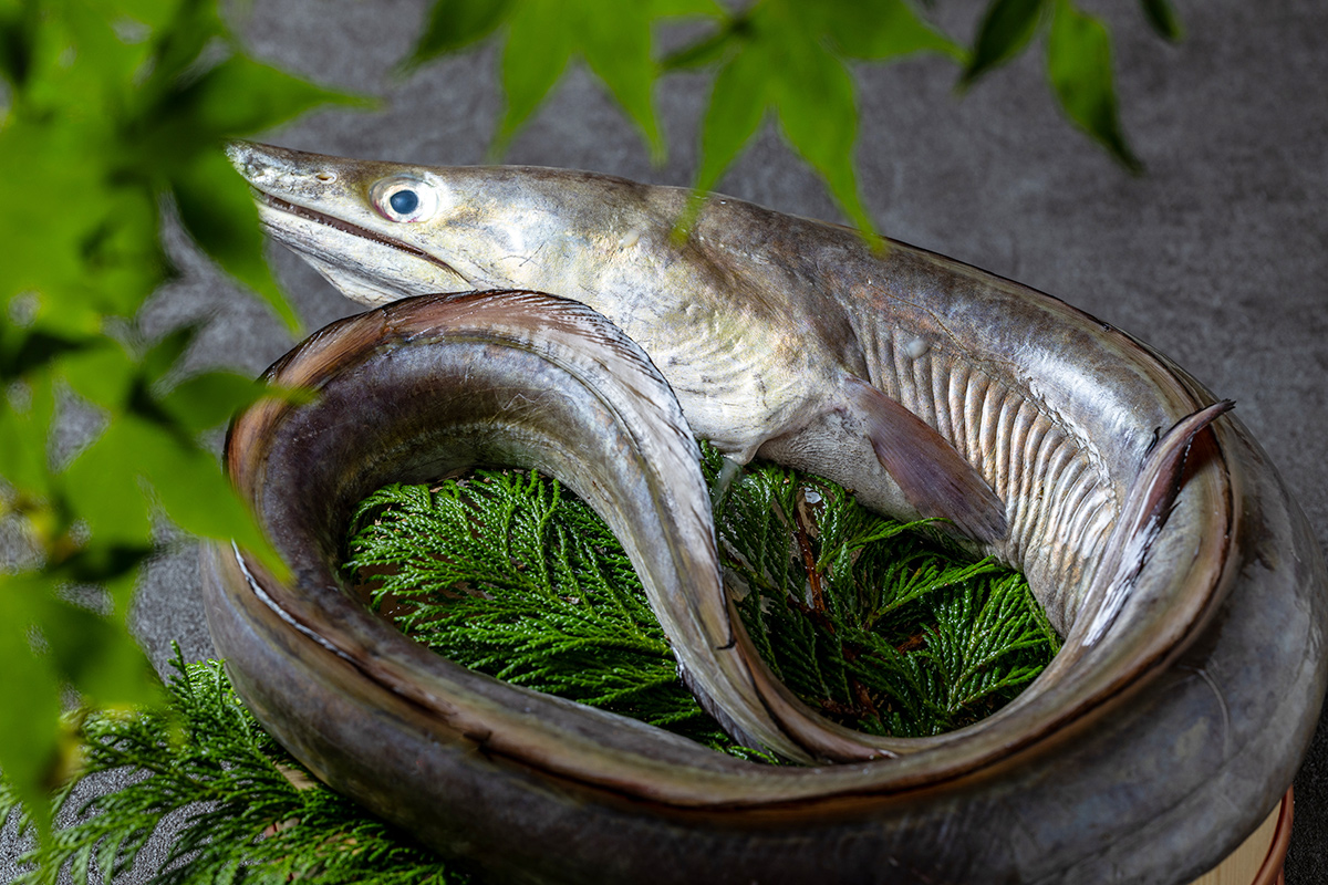 夏に旬の美味しい魚8選!栄養たっぷり&人気の魚介を食べて夏バテを予防しよう - 鈴廣 魚肉たんぱく研究所魚肉タンパク質を中心としたタンパク質を知るための情報と研究サイト