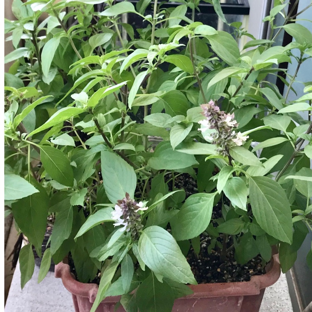 珍しい！！ 自然栽培のタイバジル ホーラパー ：山形県産のバジル食べチョク産地直送 産直 お取り寄せ通販 - 農家・漁師から旬の食材を直送