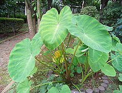 里芋の葉っぱを食べるとどうなるか？！子ども3人・引っ越し5回・時々看護師ママ♪どこへ行っても住めば都♪