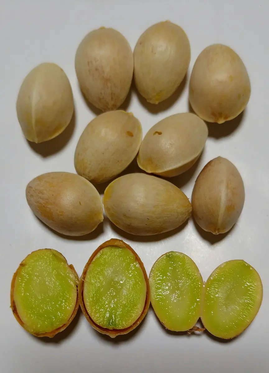 銀杏の食べ方って知ってましたか？ 通信制高校・サポート校のトライ式高等学院公式ブログ 新山口校ブログ