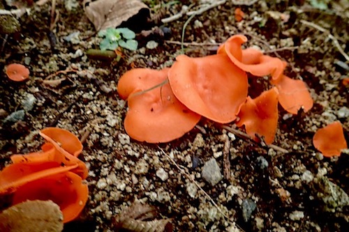 オオチャワンタケ Peziza vesiculosa チャワンタケ科 Pezizaceae チャワンタケ属 三河の植物観察野草