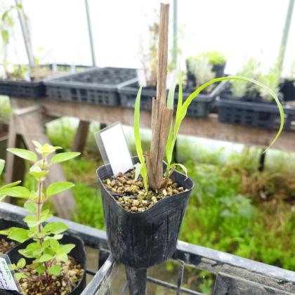 楽天市場 レモングラス 9cmポット苗2個セット: 花と緑の専門店 土っ子倶楽部