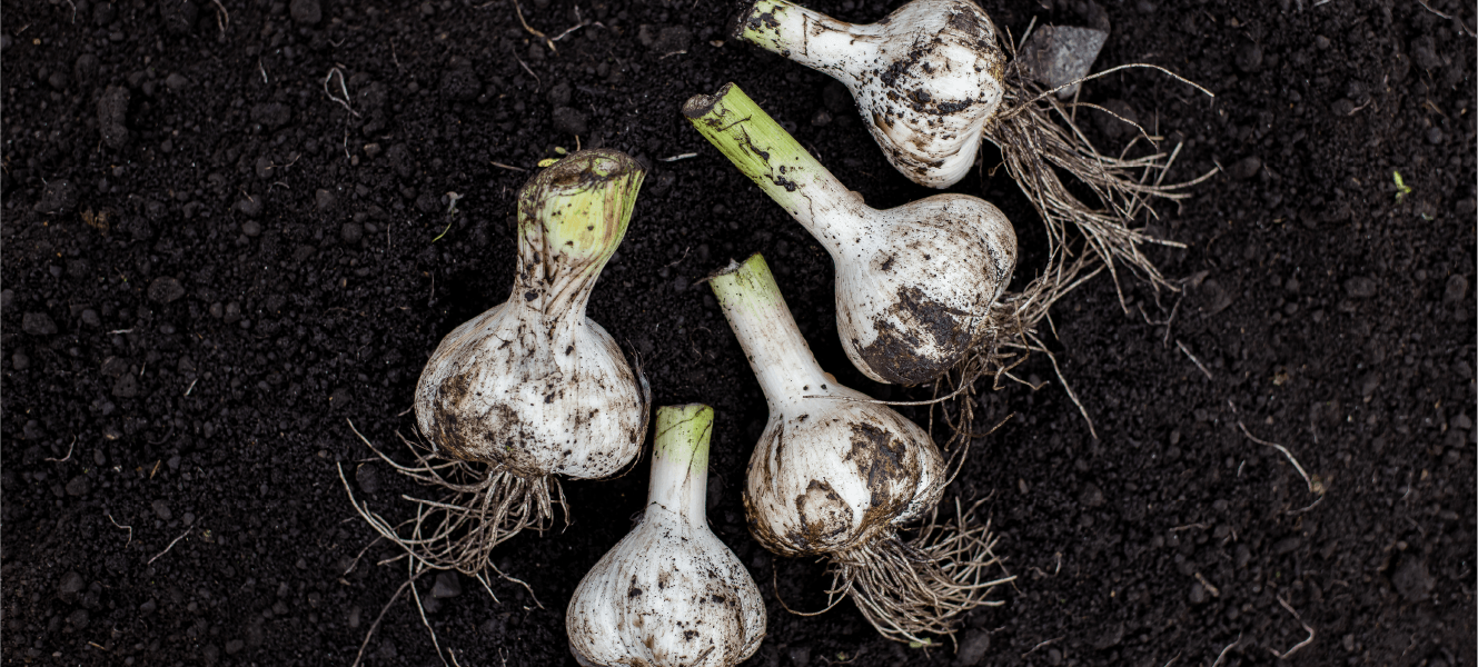 ニンニク収穫後の処理