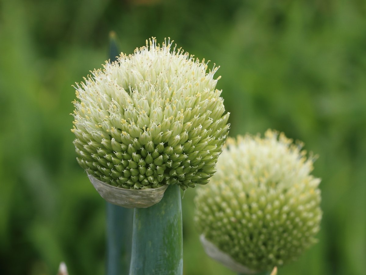 ネギの花の写真素材・画像素材 Image 77492371
