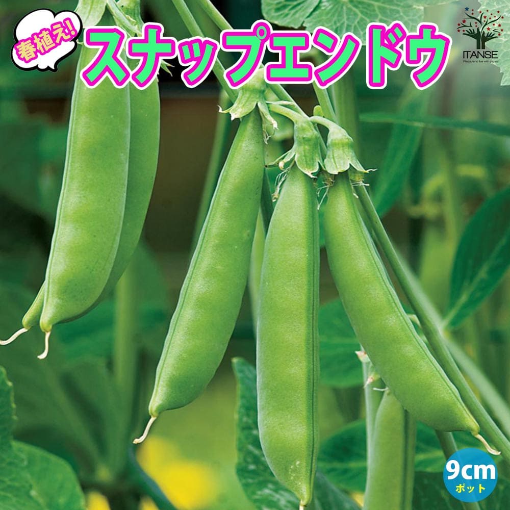 スナップエンドウの栽培方法は？プランターもOK！初心者でも安心の種まきから収穫までを徹底解説株式会社タカギ読みもの