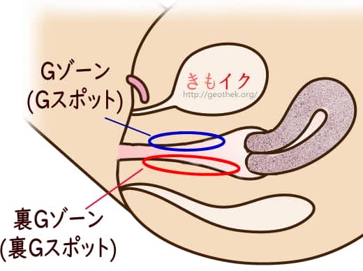 初心者用】中イキ開発できる人気のGスポット/ポルチオスポット用バイブ15選