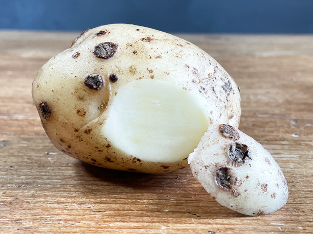 ジャガイモ 害虫ジャガイモ栽培.com