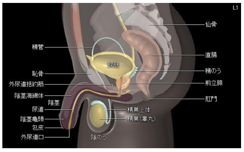 医者の腕が悪いと、膀胱に穴を開けられる「大惨事」も…前立腺「本当に信頼できる名医」の実名（週刊現代） | マネー現代 |