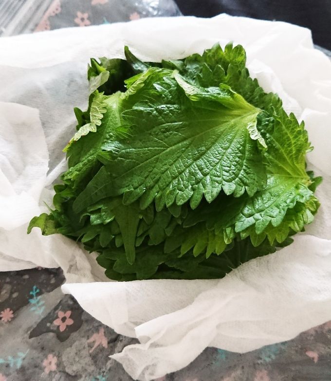 コストコ ベビーリーフ 保存方法TikTok