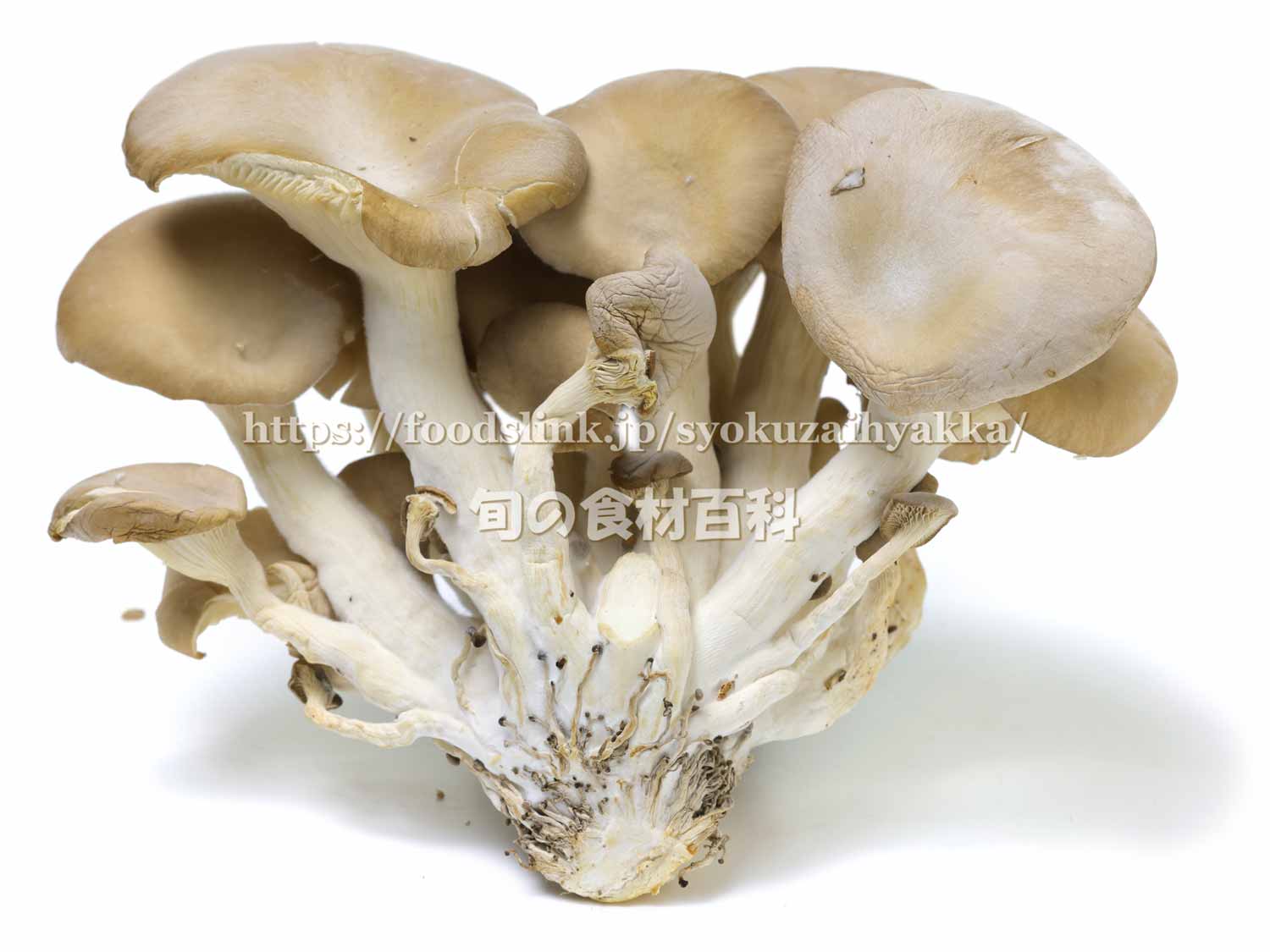 基本からアレンジまで！思わずつくりたくなる「白ひらたけ」のレシピ集クックパッド