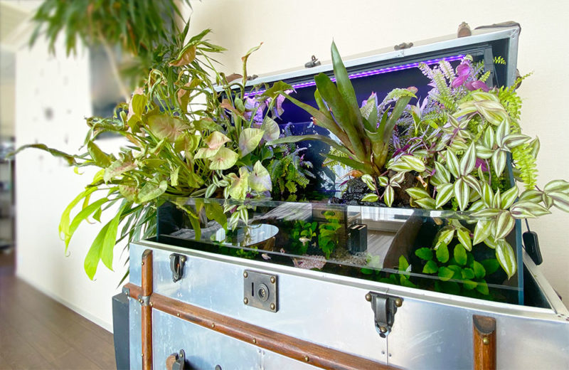 楽天市場 野菜 水槽の通販