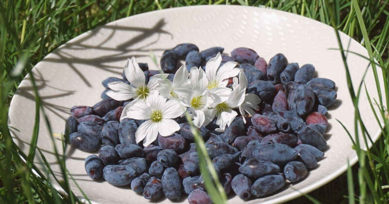 シリーズ「青い果実たち」のぶ
