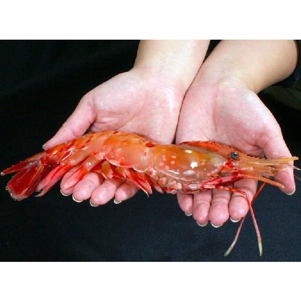 海老翠然ラグジュアリーフードコレクション