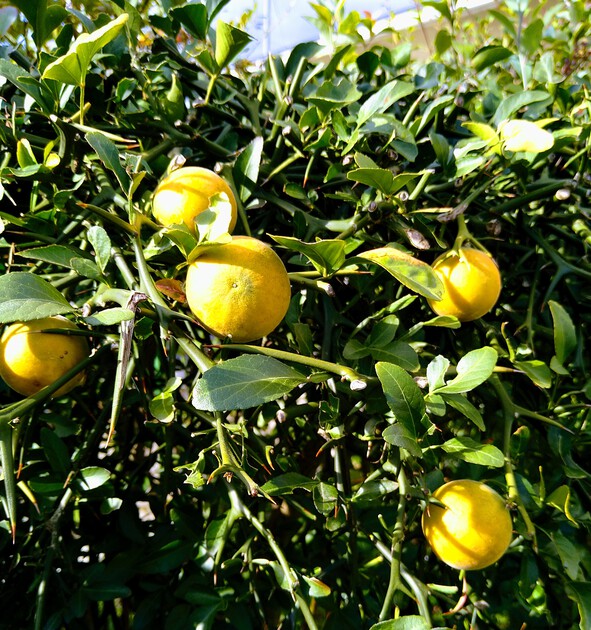 カラタチの実を楽しむ♪輝く美しさを