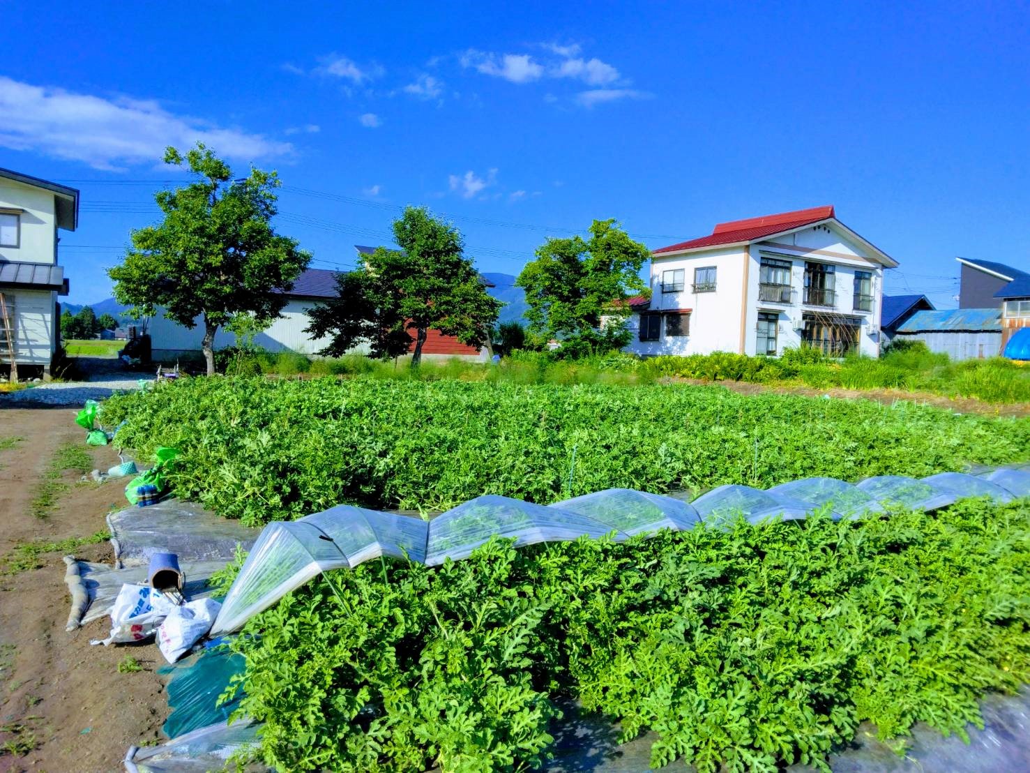 スイカ畑の様子
