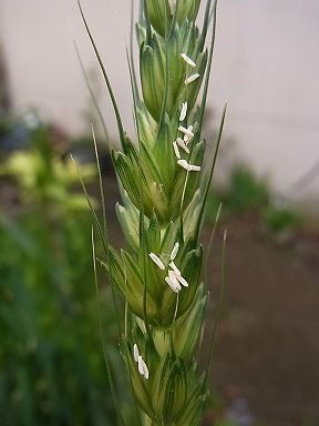 大麦图片_大麦素材_大麦高清图片_摄图网图片下载