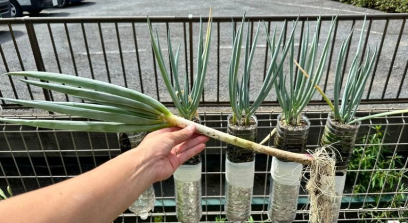 バーミキュライトを再利用してして野菜を安くエコに育てる方法るい 水耕栽培