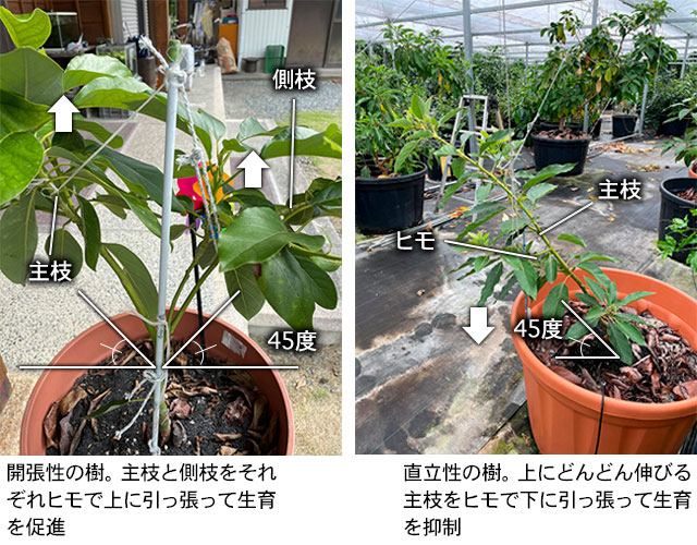 Avocado Bonsai鬱蒼とした森の中で