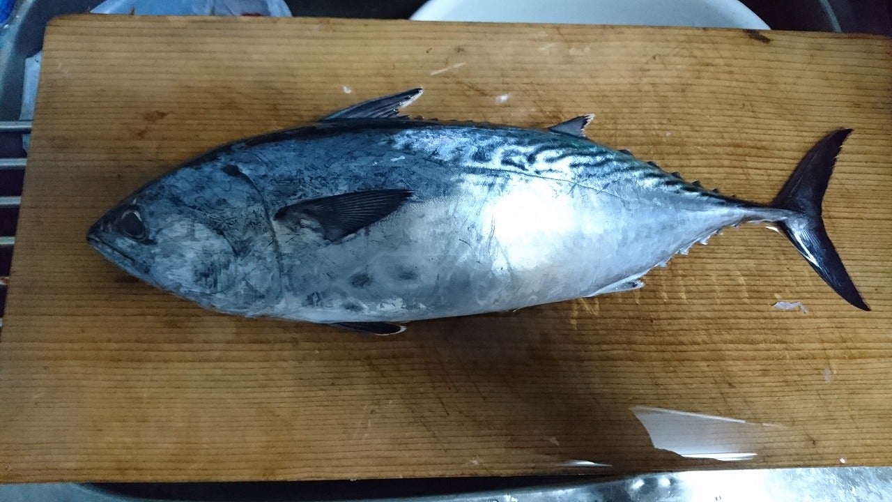 スマガツオさばき方 幻のスマカツオ知る人ぞ知る全身脂まみれでほぼ大トロ - YouTube