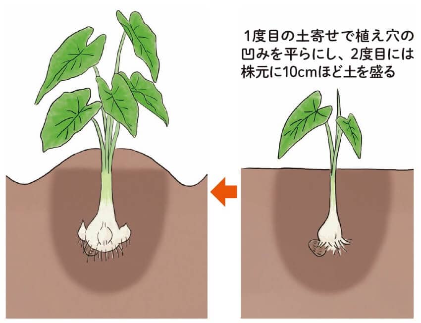めんつゆで簡単♪ ぶりの漬け照り焼き