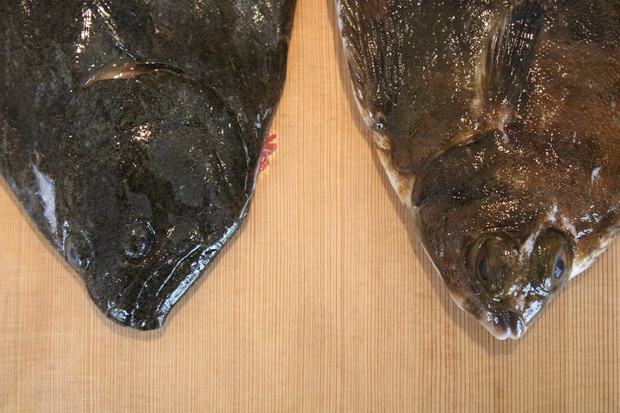 ヒラメ」と「カレイ」。似ているのに“カレイの刺身”を見ないのはなぜ？この差って何ですか？TBSテレビ