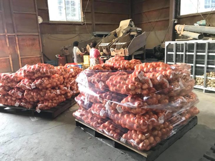 タマネギのコンテナ保存 : はたぶろ